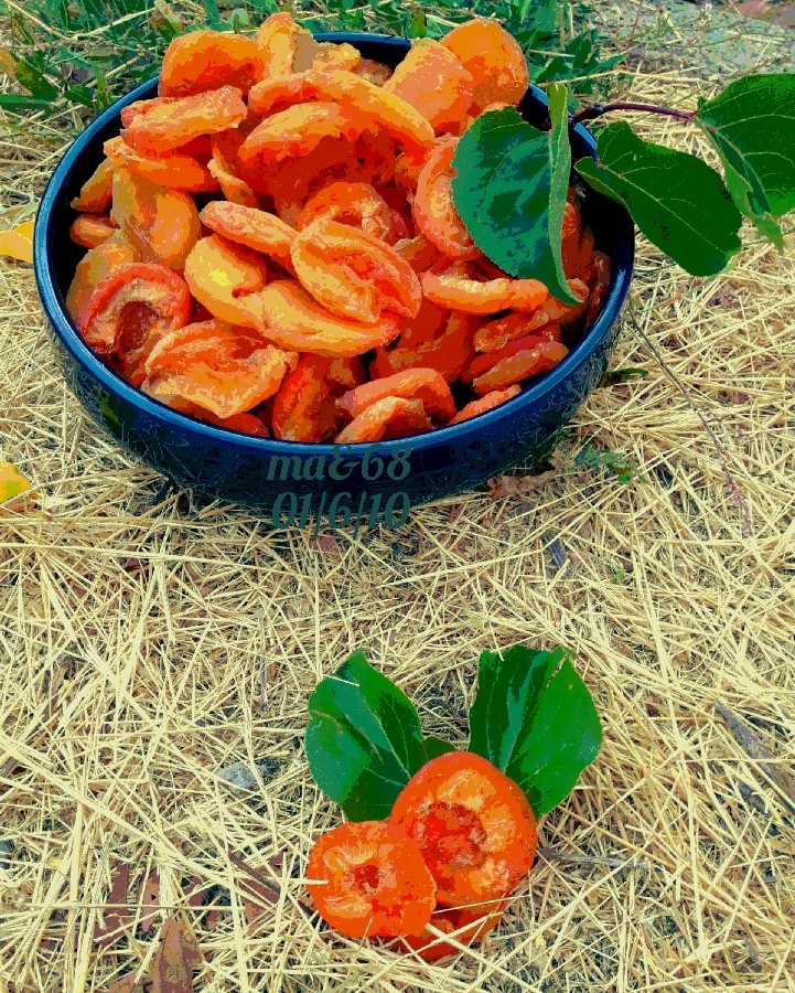 برگه زردآلو یا پر