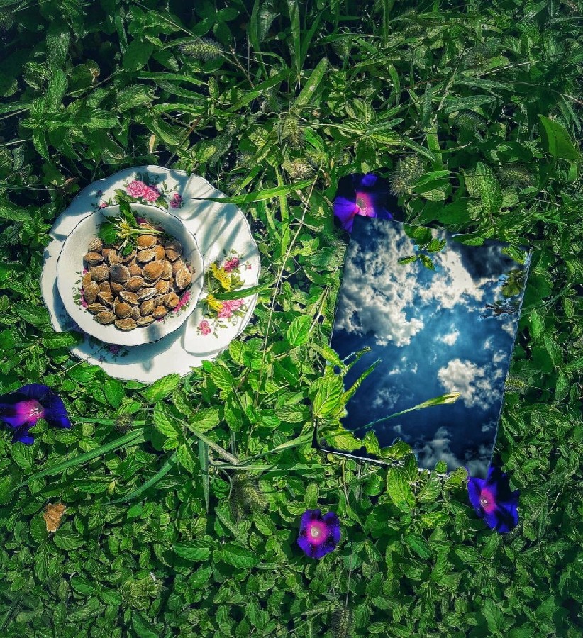 دانه شورزردآلو