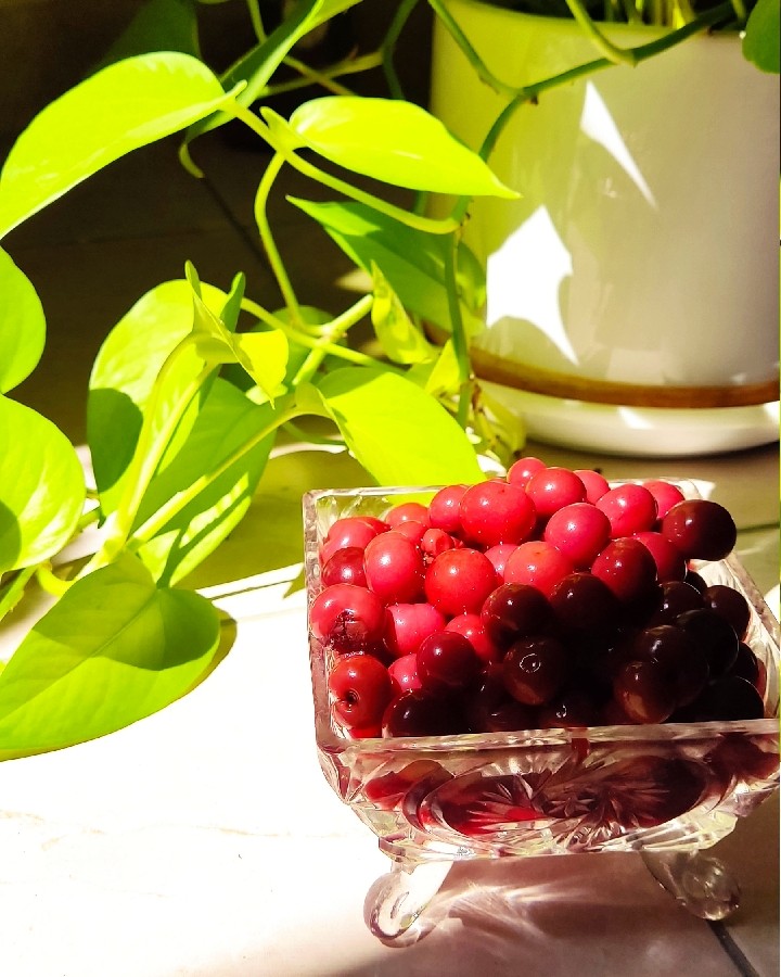 ترشی_البالو