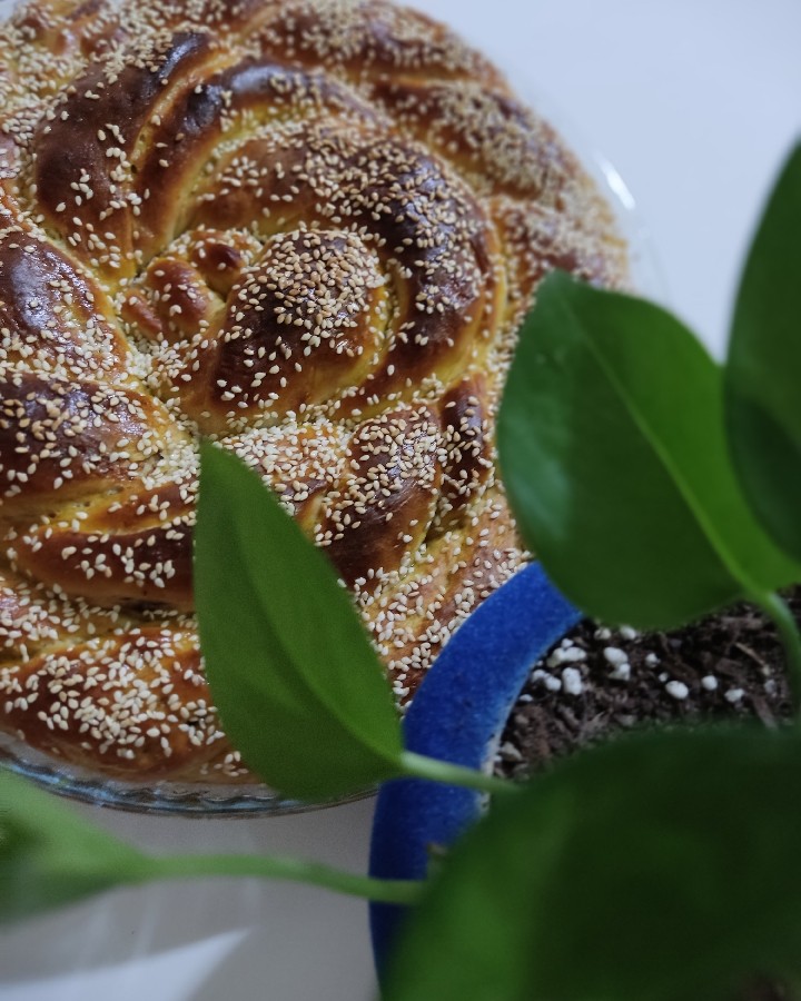 عکس بازم نون خرمایی?