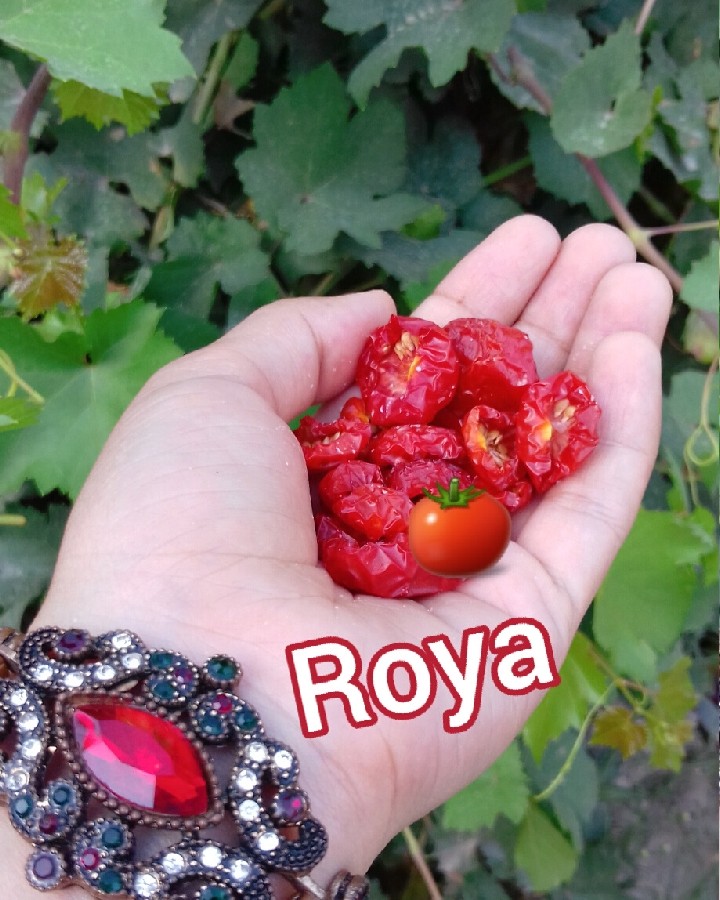 گوجه گیلاسی خشک شده