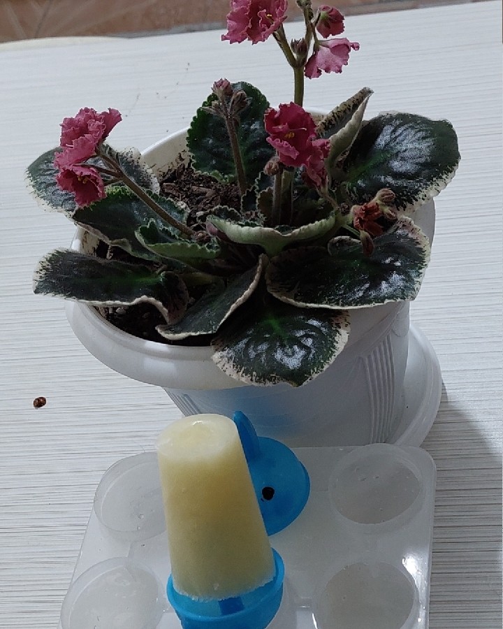 عکس اسکمو آلاسکا طالبی...