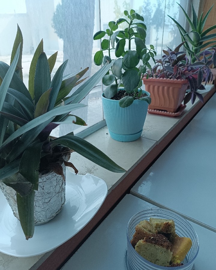 کیک کنجد با بافتی عالی