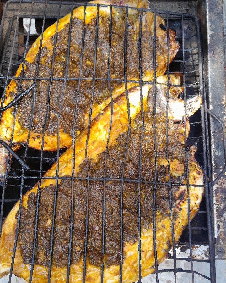 عکس ماهی غزال الا جنوب