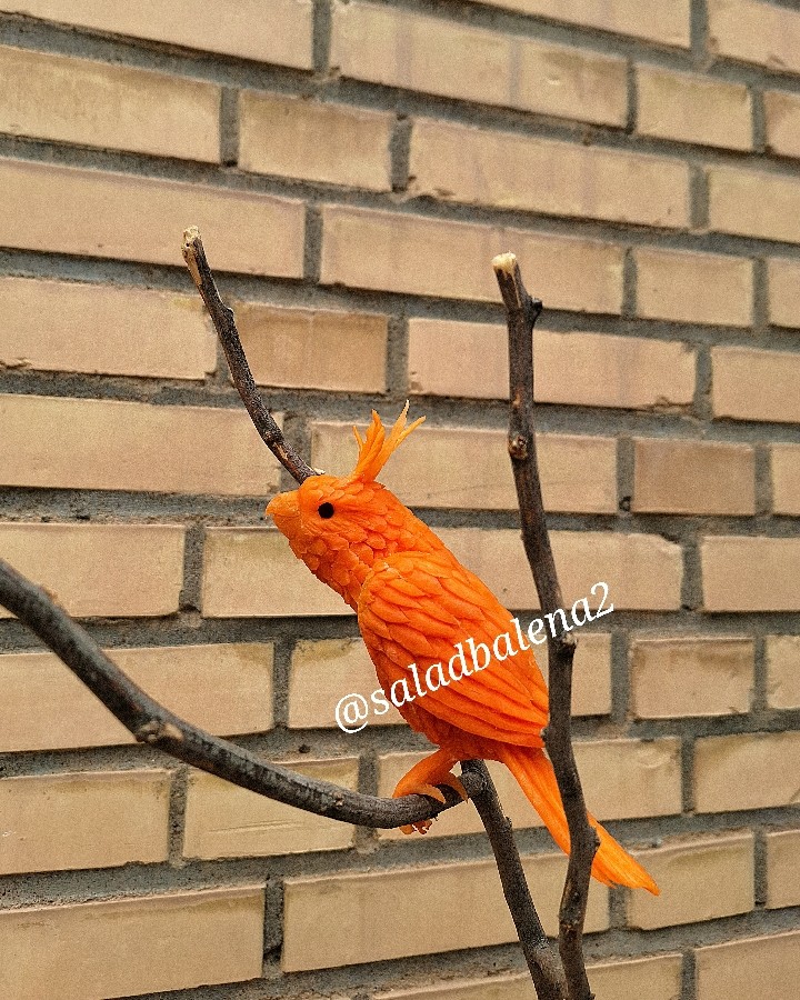 عکس طوطی با هویج