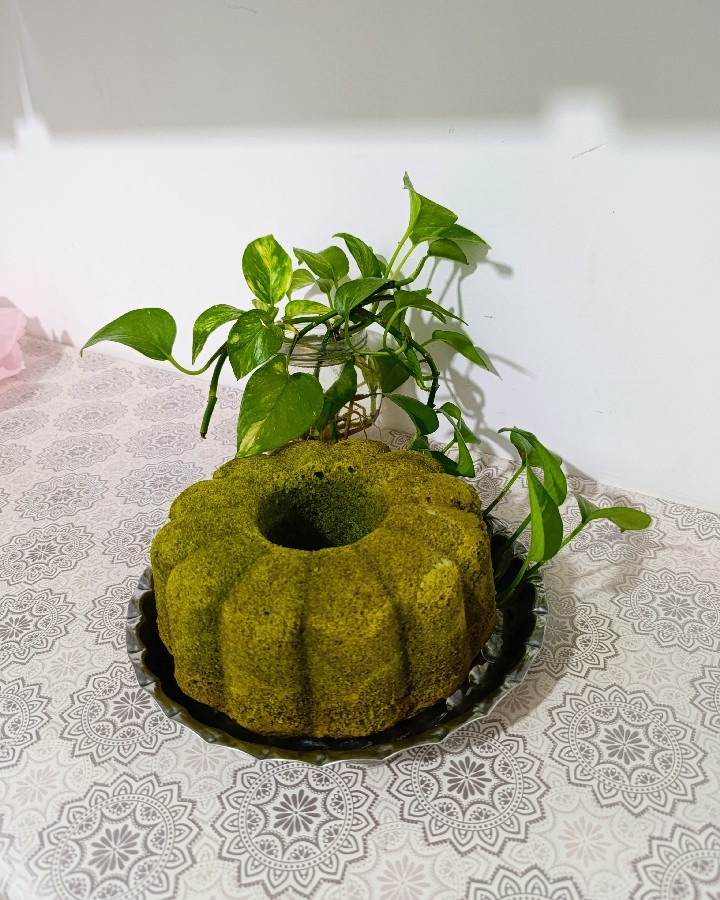 عکس کیک اسفناج 