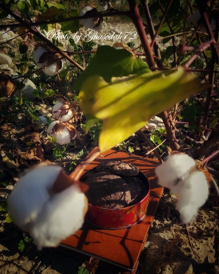 عکس به تو از دور ســلام✨