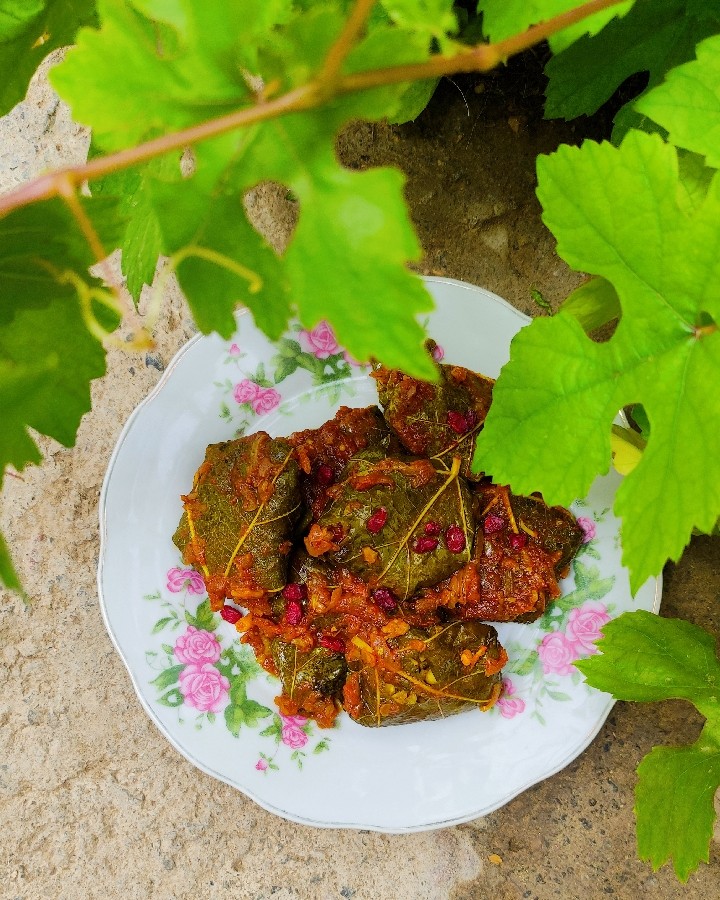 عکس دلمه برگ مو