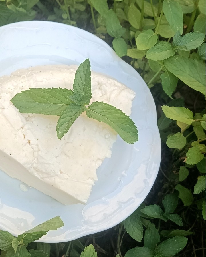 عکس پنیر خانگی