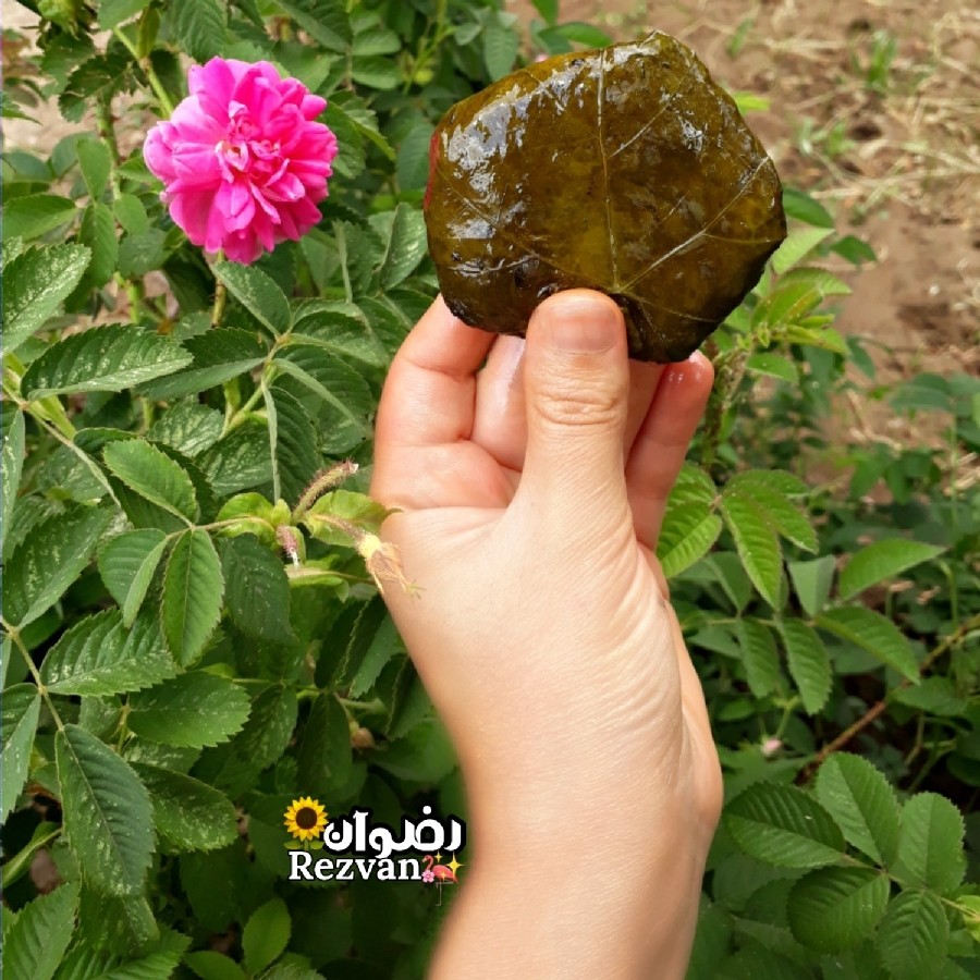 عکس دلمهʚϊɞ
