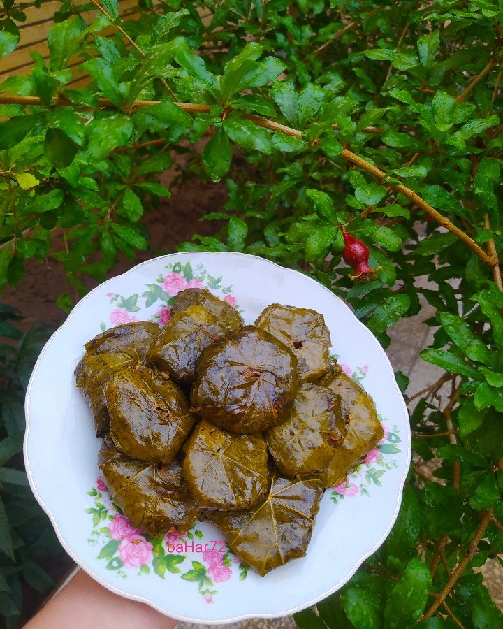 عکس دلمه برگ مو