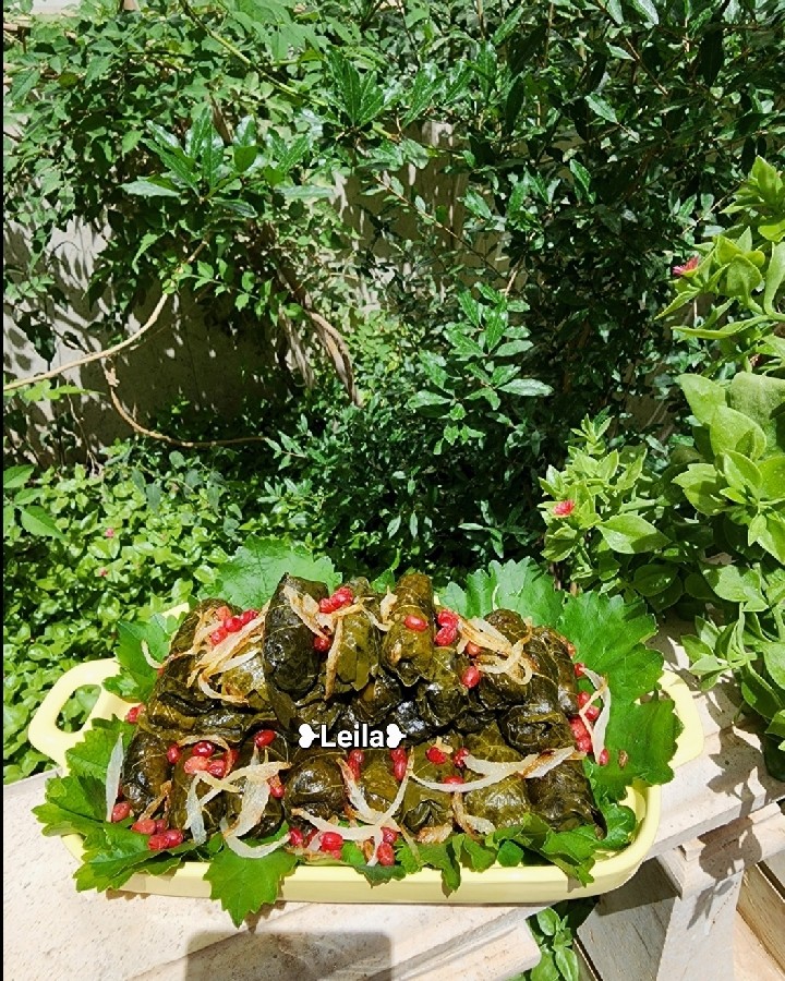 عکس دلمه برگ مو