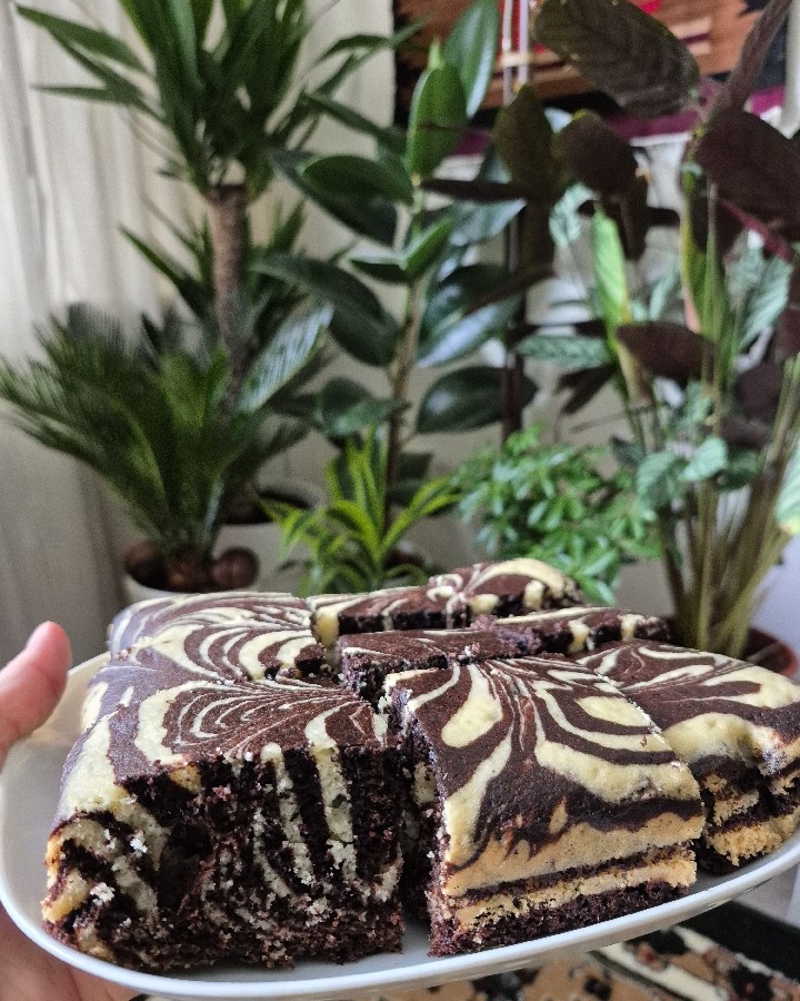 عکس زبرا کیک پنبه ای