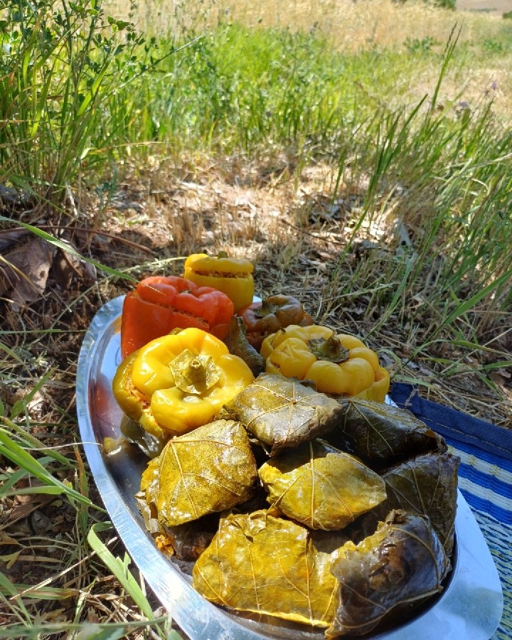 عکس دلمه