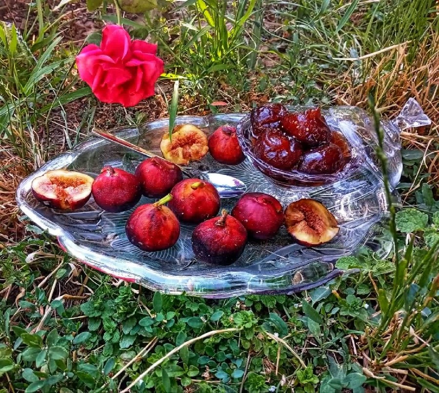 عکس مربا