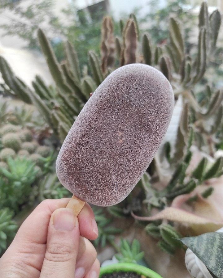 عکس بستنی 