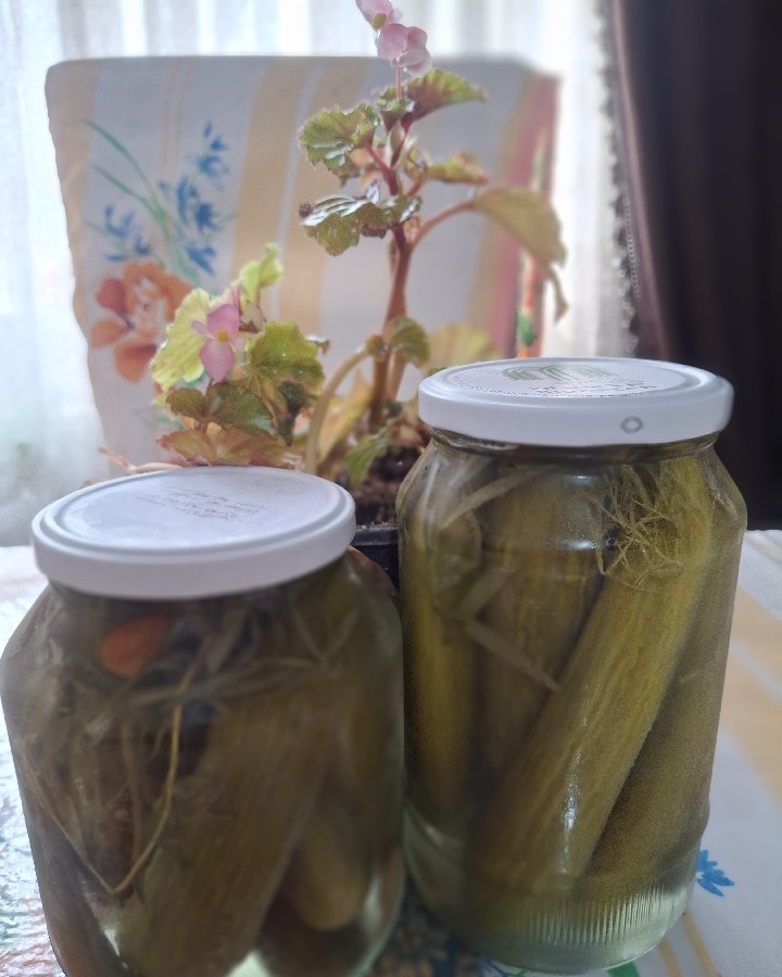 خیارشور یک روزه