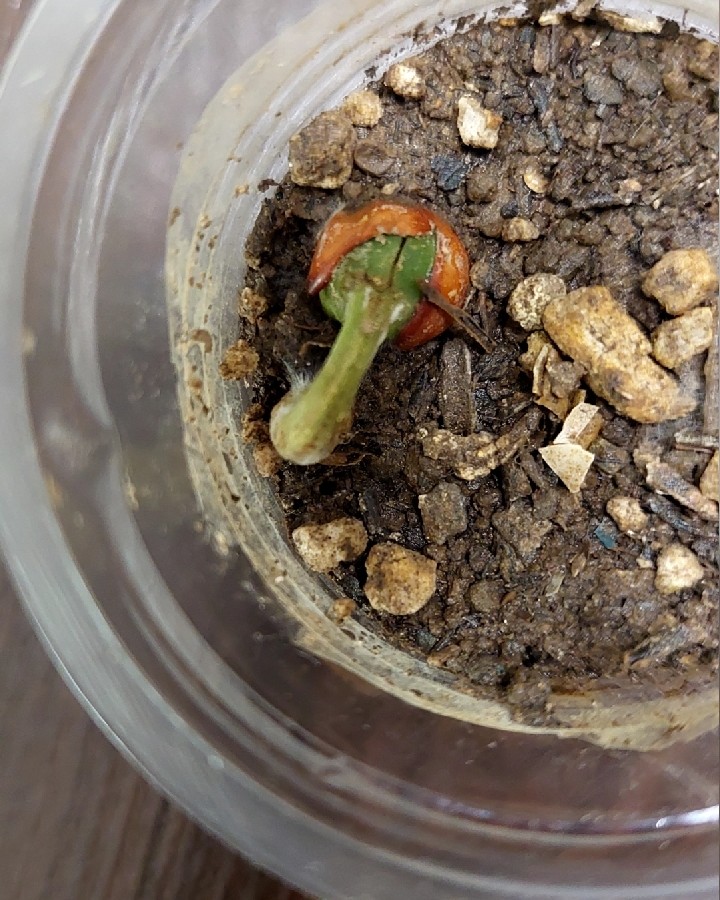 هکشی سس پیله