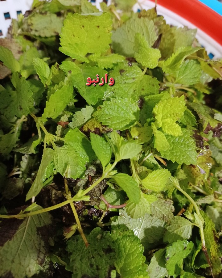 عکس مرحله 1 تهیه سبز شامی لشت نشا 