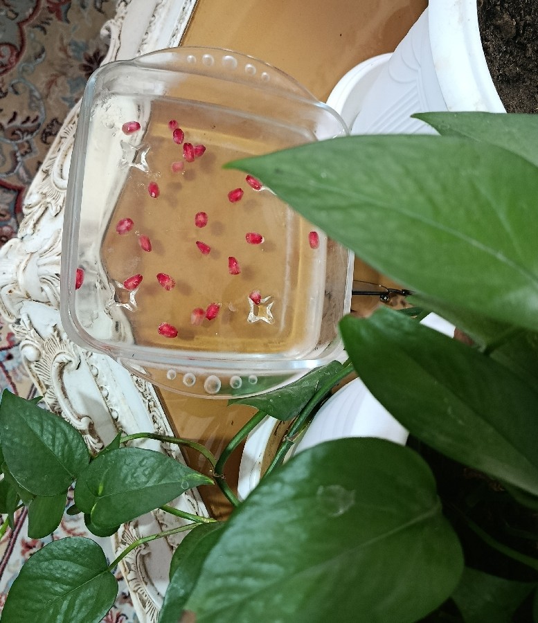 ?ژله یلدایی ?