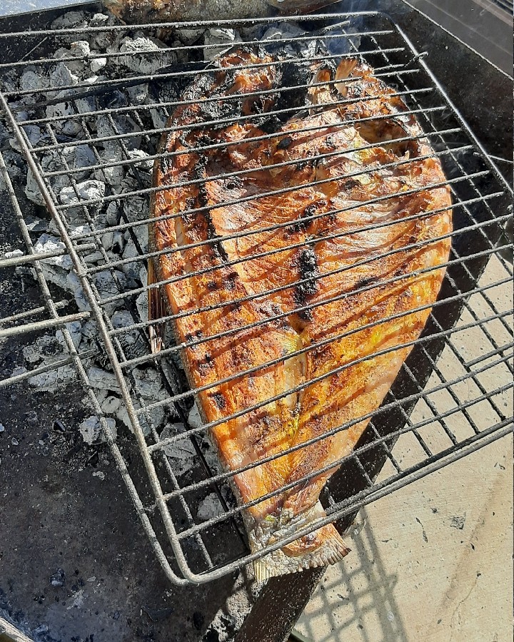 ماهی کبای جاتون سبز 