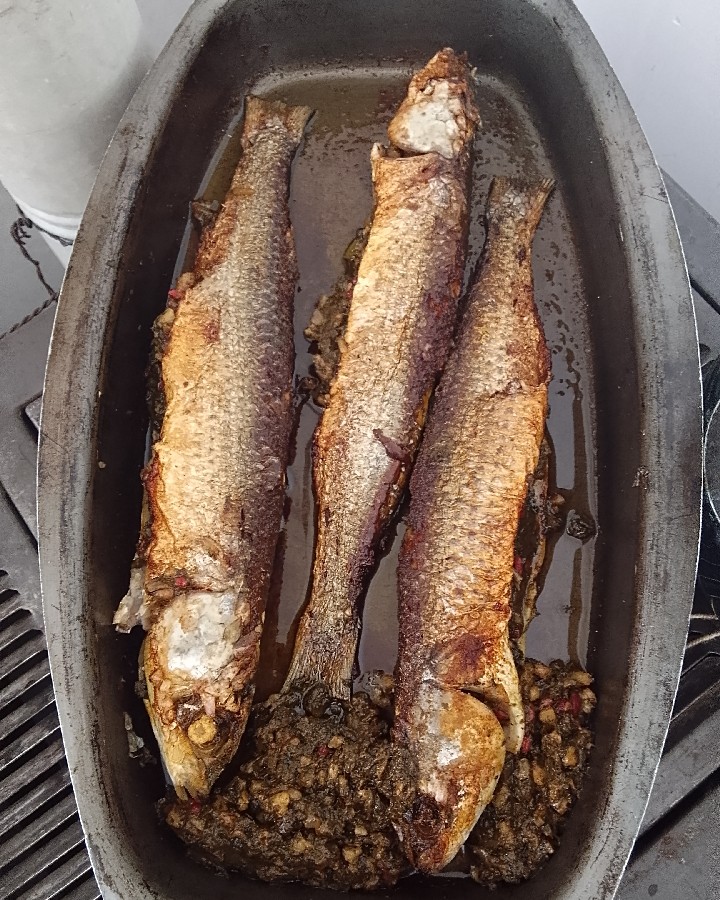 ماهی شکم پر 