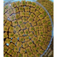 شیرینی نخودچی