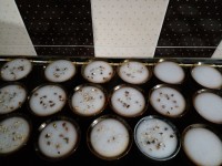 مشکوفی خونه پدرم