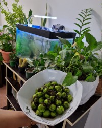 هلی دلار (شمالی)