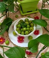 هِلی کِتِنی