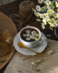 چای بابونه