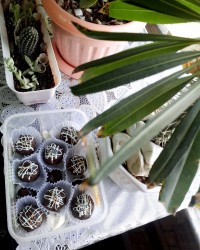 شیرینی تر فرانسوی