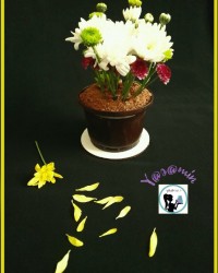 کیک گلدان گلدان شکلاتی