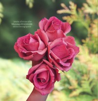 گل رز شکری گل های دست ساز