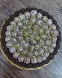 چالش_کیک_کاپوچاکلت_استاد_سراجی