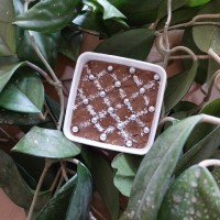 حلوای نسکافه ای