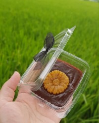 حلوا شیر خشک