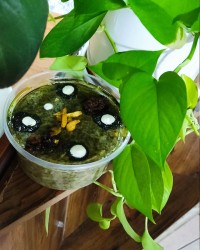 آش سبزی بشقاب رژیمی