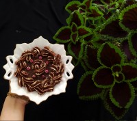 حلوا شکلاتی