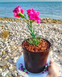 کیک گلدانی