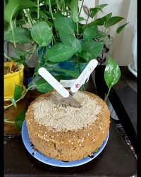 کیک تولدم خودم پز?