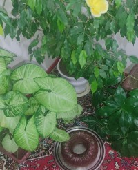 کیک کاکائویی و زعفرانی هویچ و گردو