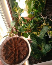 حلوای نسکافه ای