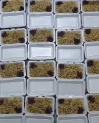 پویش نذر حضرت فاطمه الزهرا سلام الله علیها