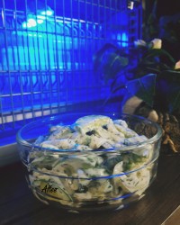 سالاد خیار مخصوص