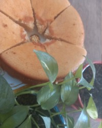 کیک اسفنجی وانیلی