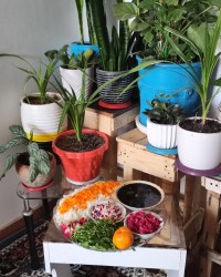 خورشت سبزی ناهارروز جمعه وحلوای آرد گندم وچای دارچین