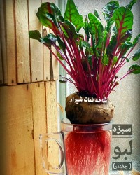 سبزه لبو (چغندر)