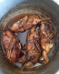 اردک اوکراینی مازندرانی