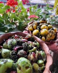 هلی دشکن و انبوه دشکن